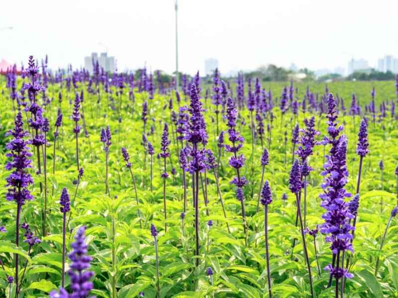 粉萼鼠尾草什么时候种植，种植后多久才能发芽