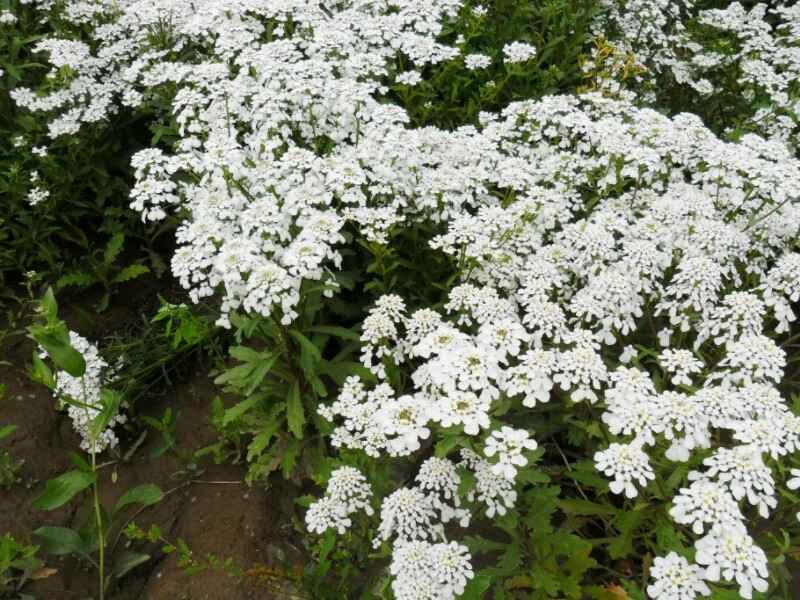 蜂室花什么时候种植最适合