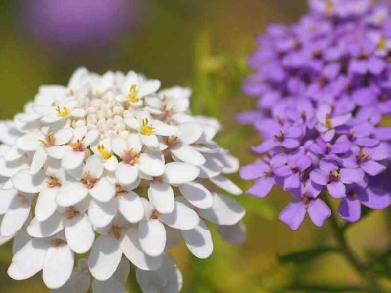 蜂室花在冬季种植可以吗，种植后发生病虫害怎么办