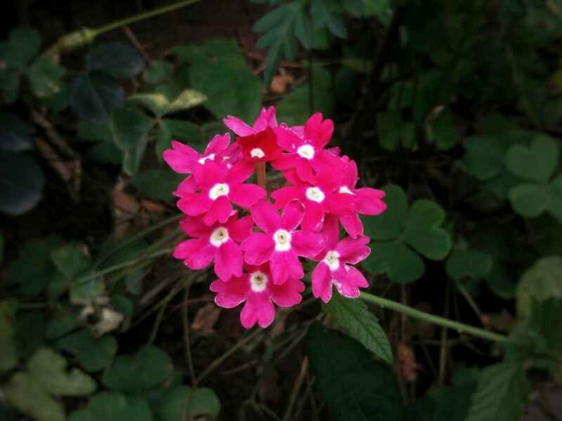 蜂室花种子夏季能种植吗种植后多久开花