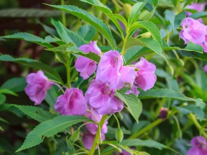 凤仙花种植后发生病虫害怎么办，在冬季种植可以吗