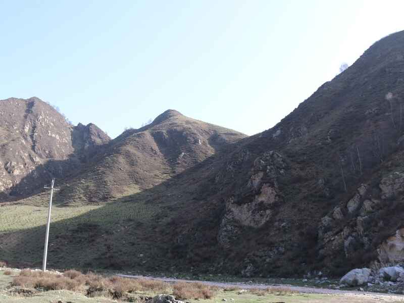 福建省复绿荒山适合什么植物