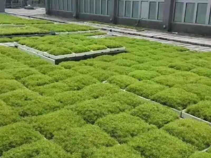 福建省屋顶绿化需要浇水吗，几月种植效果好