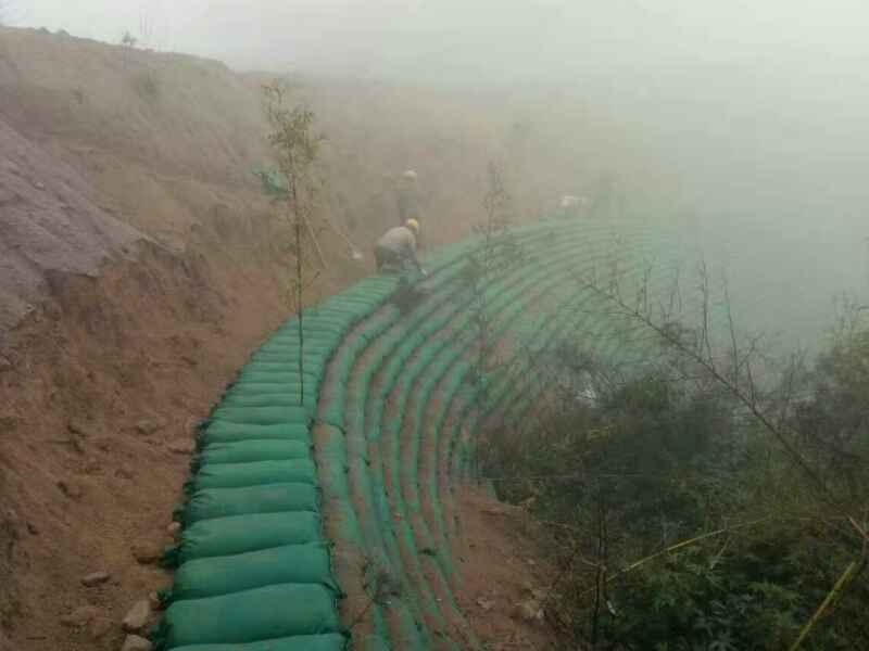 复绿荒山要首选比较容易成活的植物