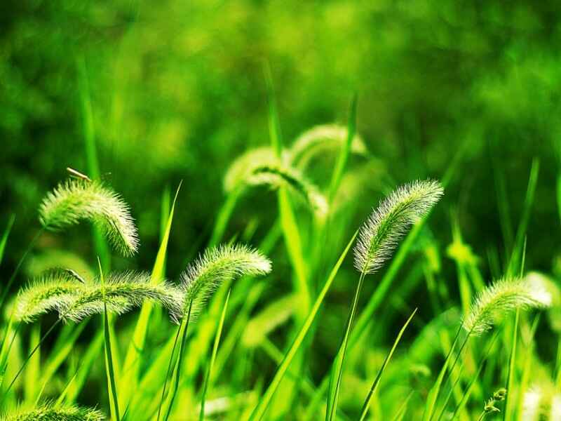 狗尾草是花卉吗狗尾草是一年生植物吗