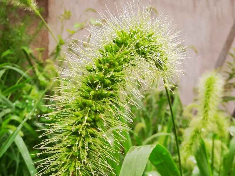 狗尾草在冬季种植可以吗，种植后发生病虫害怎么办