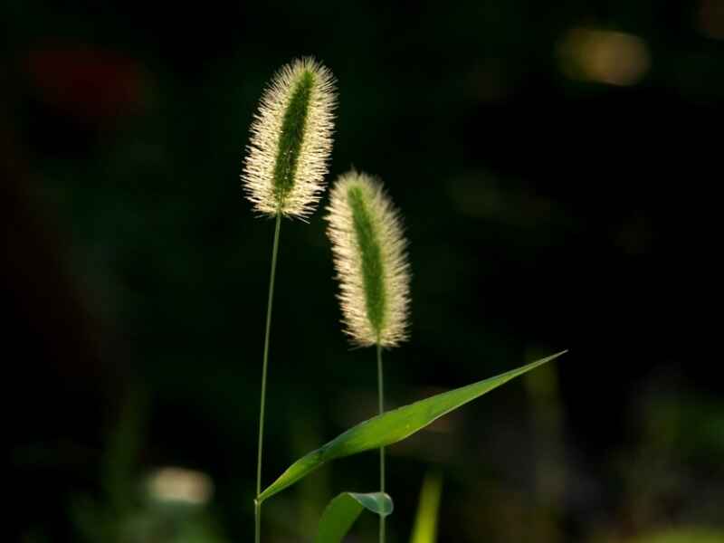 狗尾草种植后好养护吗，抗旱能力怎么样