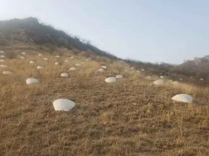 广东省荒山复绿种植如何种植效果好