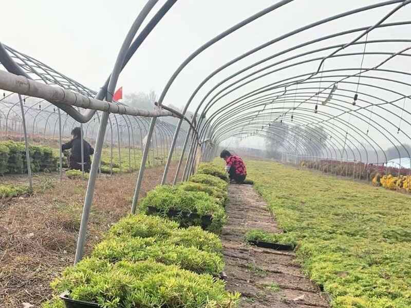 广东省屋顶绿化种植青叶佛甲草合适吗青叶佛甲草的种子一平方米需要多少