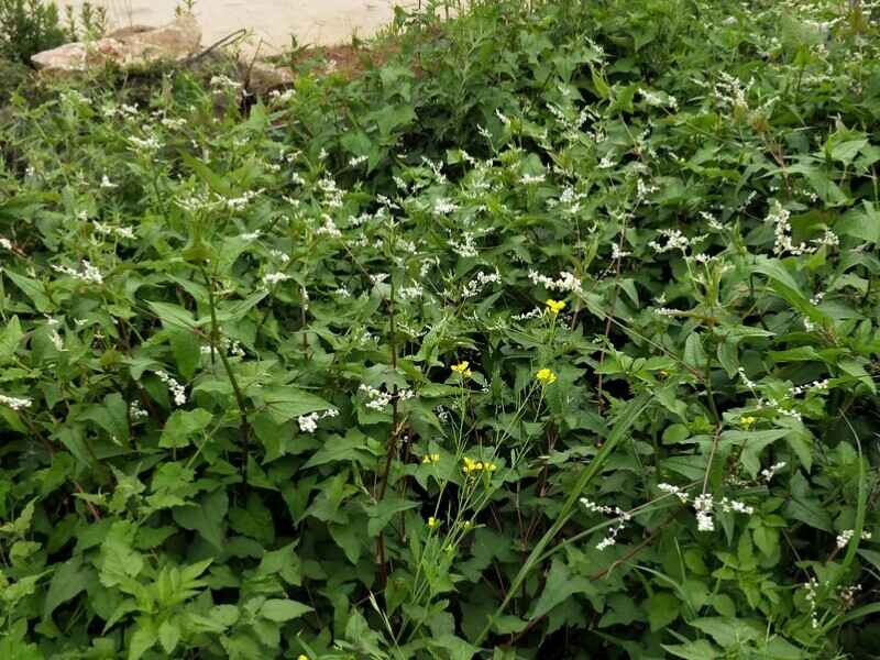 海南养牛种植苦荞麦种植后发芽率怎么样多久可以收割使用