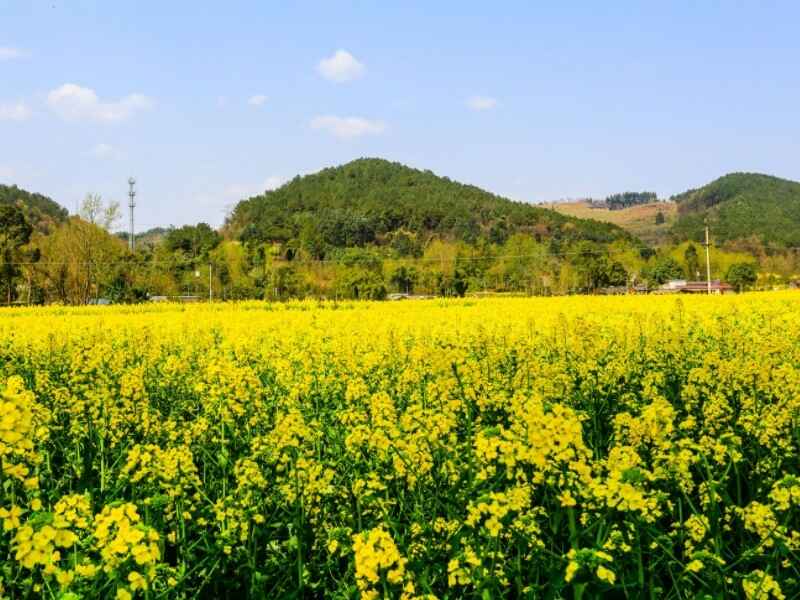 海南养牛种植油菜籽种植后发芽率怎么样多久可以收割使用