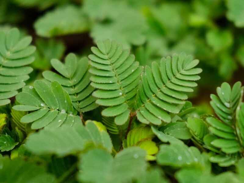 含羞草是常绿的植物吗