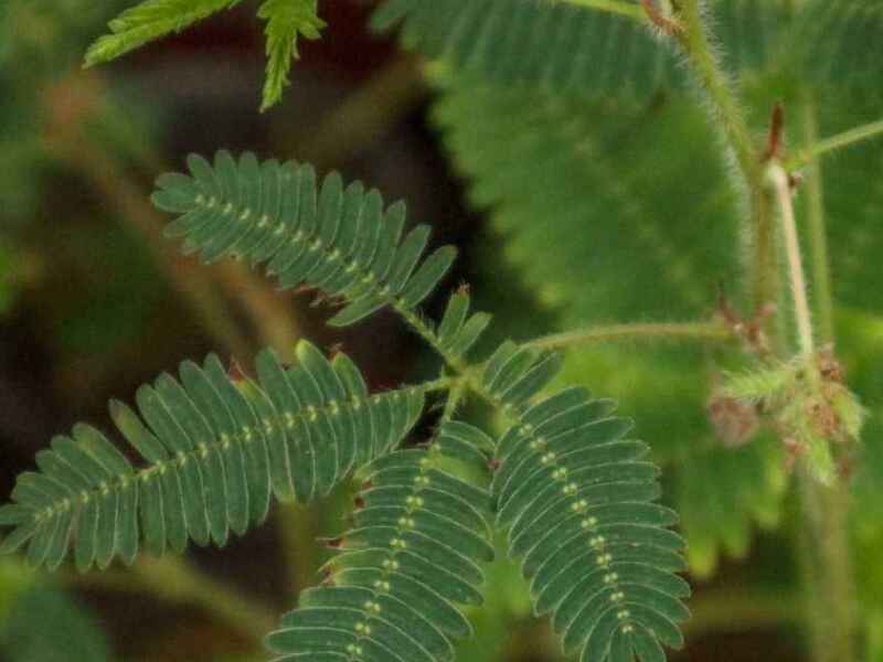 含羞草是多年生植物是一年生植物，种植后好养护吗