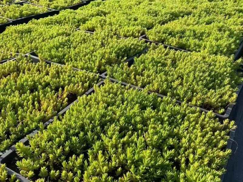 河北省种植金叶佛甲草屋顶绿化适合种植吗，是多年生植物吗