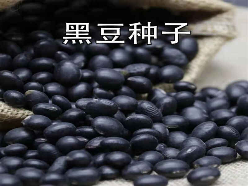 黑豆种子南方种植适合吗需要在水里浸泡吗