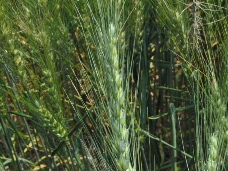 黑小麦种子种植时种子需要催芽吗种植多久能发芽