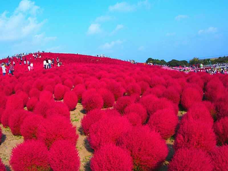 红叶地肤适合什么时候种植，什么时候开花.