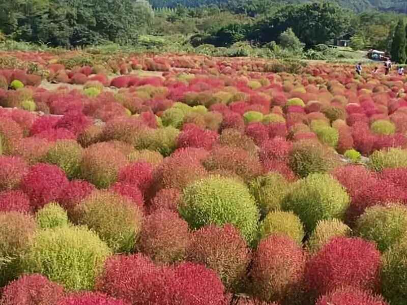 红叶地肤种植的时候需提前浸泡吗，种植后多久发芽