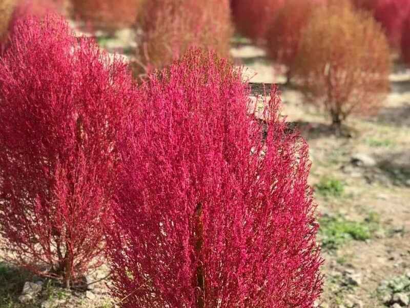 红叶地肤种植后发生病虫害怎么办，在冬季种植可以吗