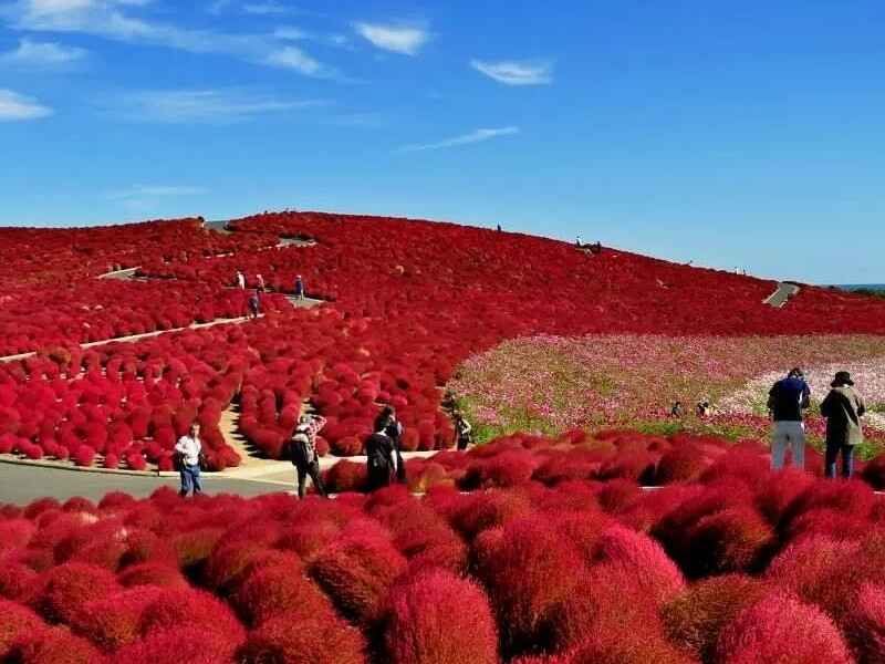 红叶地肤种植后需要预防病虫害吗