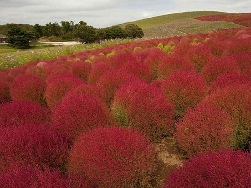 红叶地肤种植种子要怎么选种子决定着植物生长的形态.