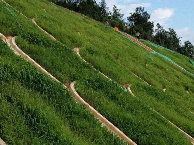 护坡高羊茅草坪多少钱一平米护坡高羊茅草坪冬天是绿的吗.