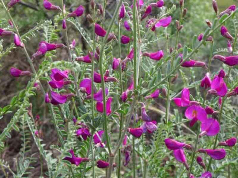 花棒种子种植后多久浇水有病虫害发生吗