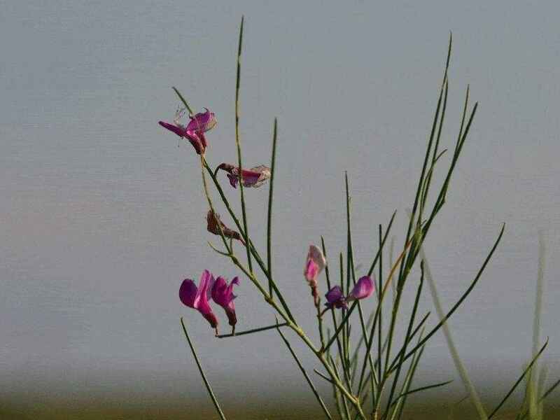 花棒种子种植后亩产多少吨种植后多久可以发芽