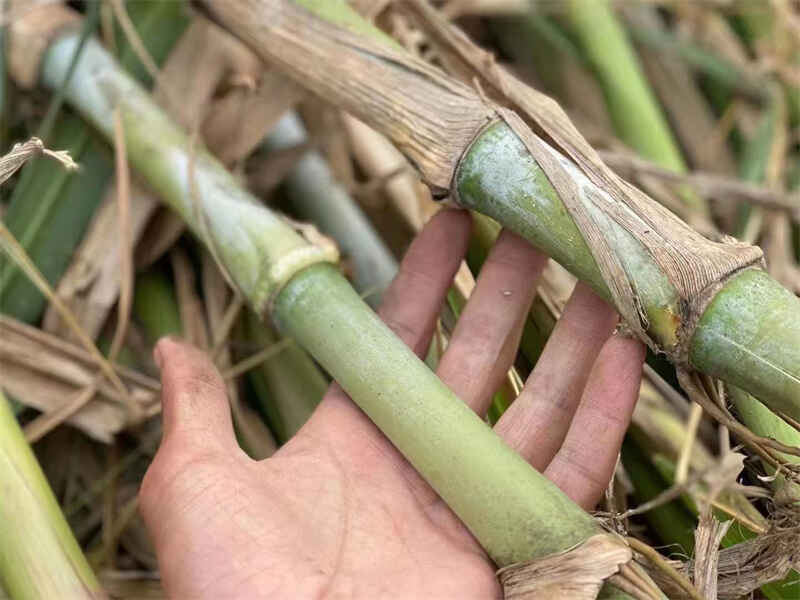 皇竹草是多年生牧草吗自我繁殖能力强吗.