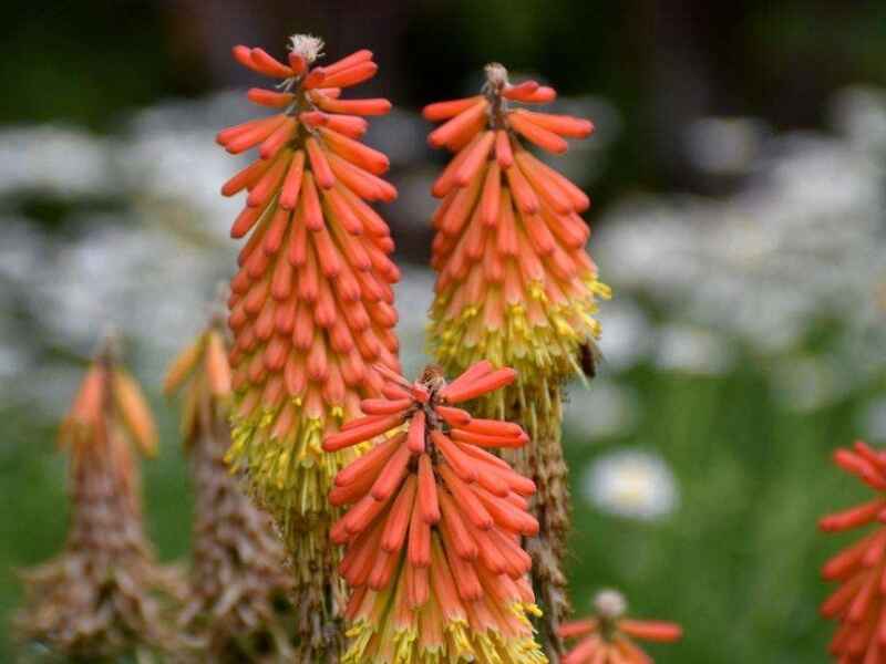 火炬花种子冬季可以种植吗适合东北地区种植吗