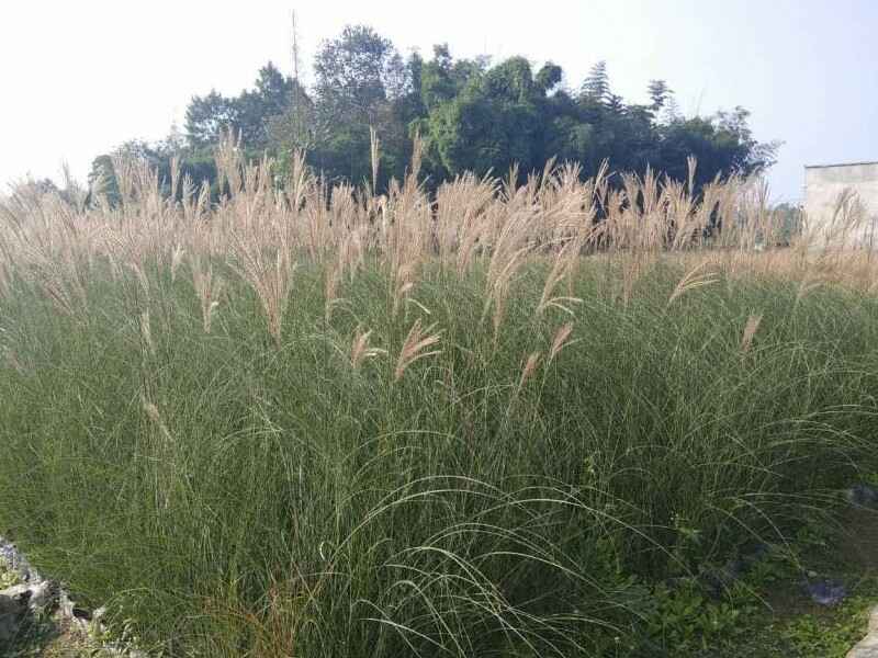 芨芨草种子喂家禽如何使用可以制作干草使用吗