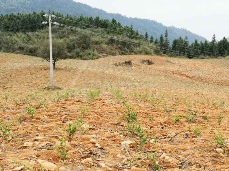 江苏荒山能种植哪类植物用于绿化