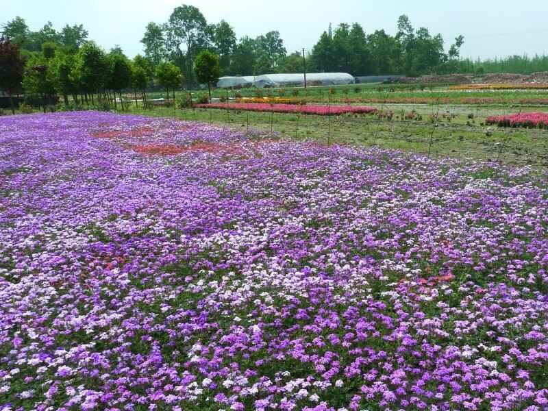 进口野花组合种植完成后怎么管理