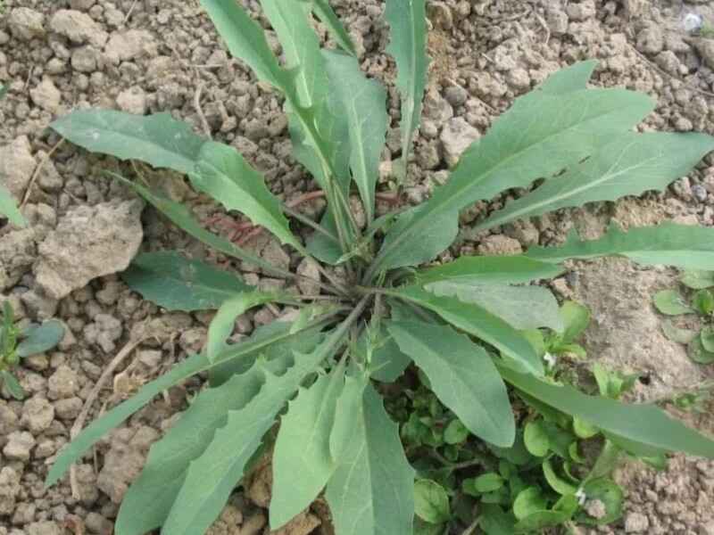 苦荬菜种子冬天可以种植吗是多年生牧草吗