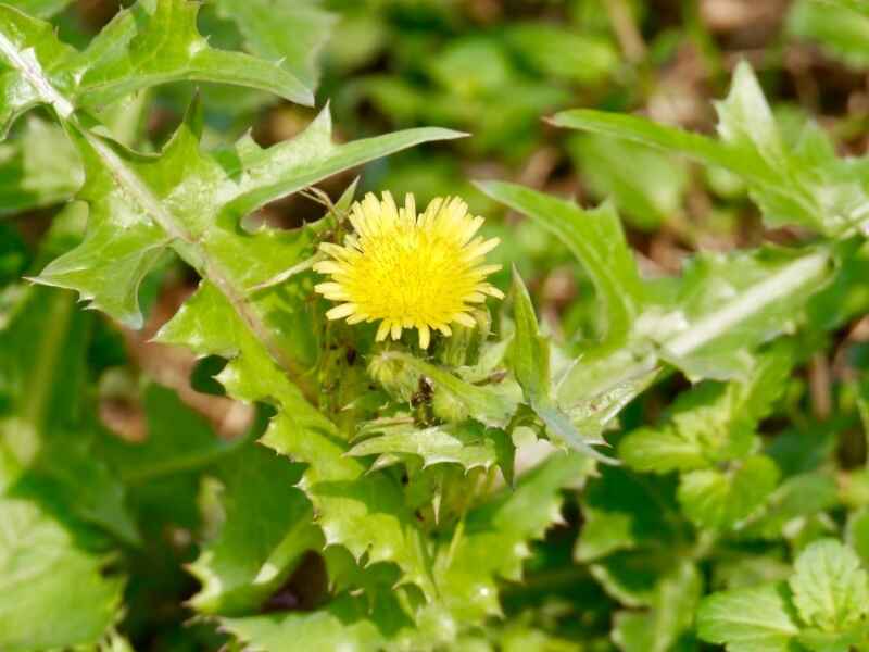 苦卖菜种植技术(苦卖菜如何养牛)