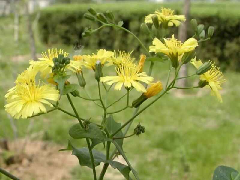 苦卖菜种植技术(苦卖菜如何养牛)