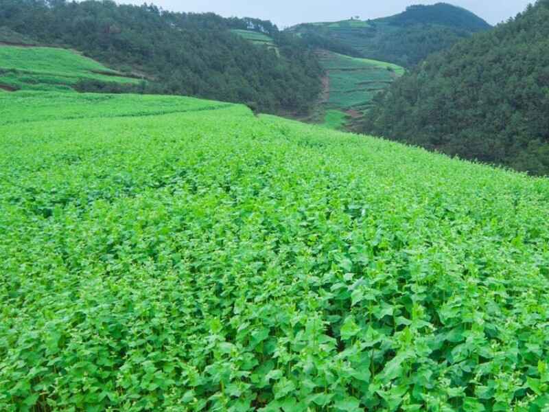 苦荞麦种子可以在水田种植吗水田种植多久收割