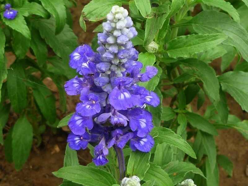 蓝萼鼠尾草种植后多久发芽