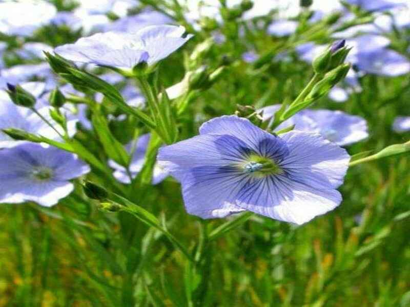 蓝花亚麻六倍种子冬季可以开花吗花朵颜色和花期是什么时候