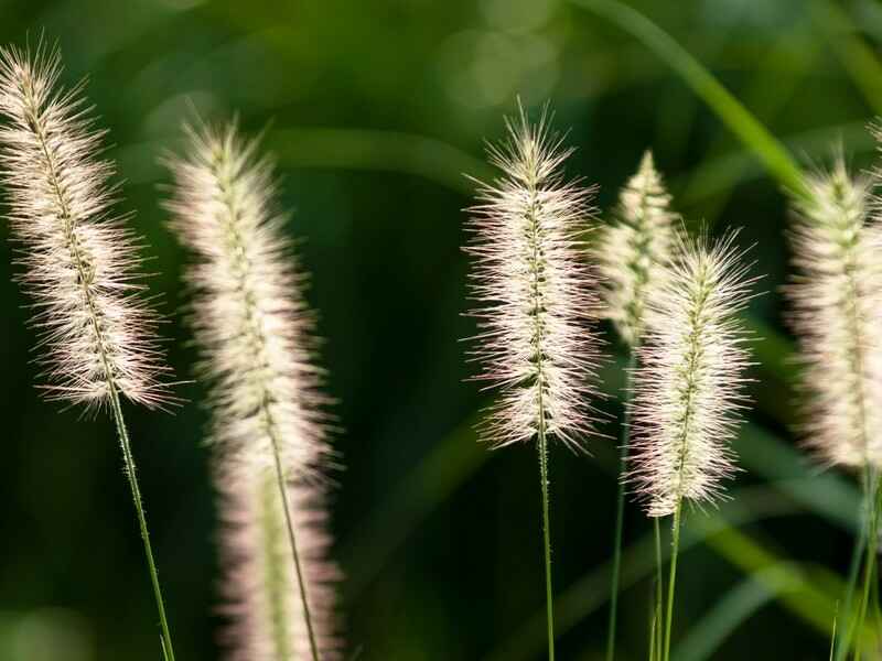 狼尾草种子种植适合的温度是多少零下时可以生长吗