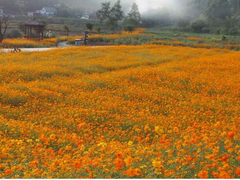 硫华菊种植地需要提前翻整吗，怎么能让植物更好的生长