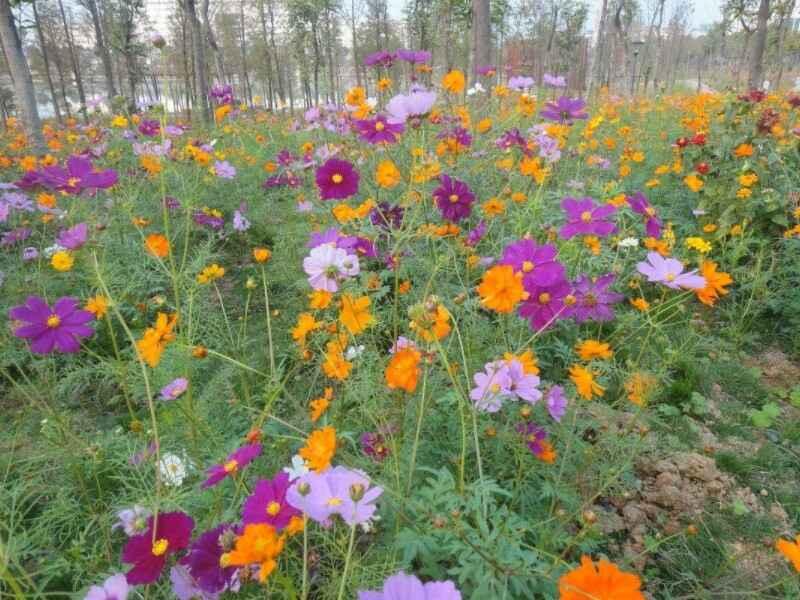 硫化菊冬季还能开花吗