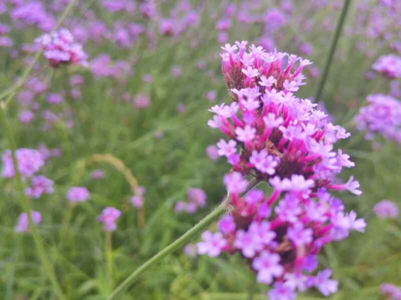 柳叶马鞭草是宿根花卉吗