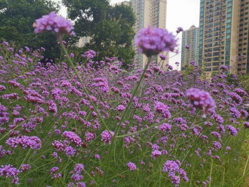 柳叶马鞭草种植后多久可以开花，植物的花期是多久