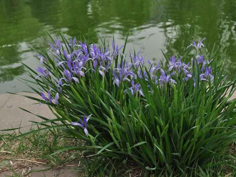 马兰花适合什么样的环境，马兰花是一年生植物吗