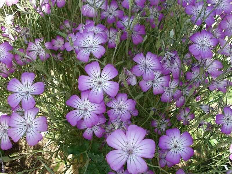 麦仙翁冬季需要修剪吗，种植后多久才能发芽