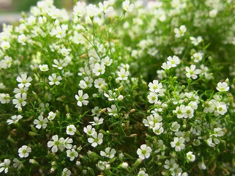 满天星种子种植后什么时候发芽，冬季可以种植吗