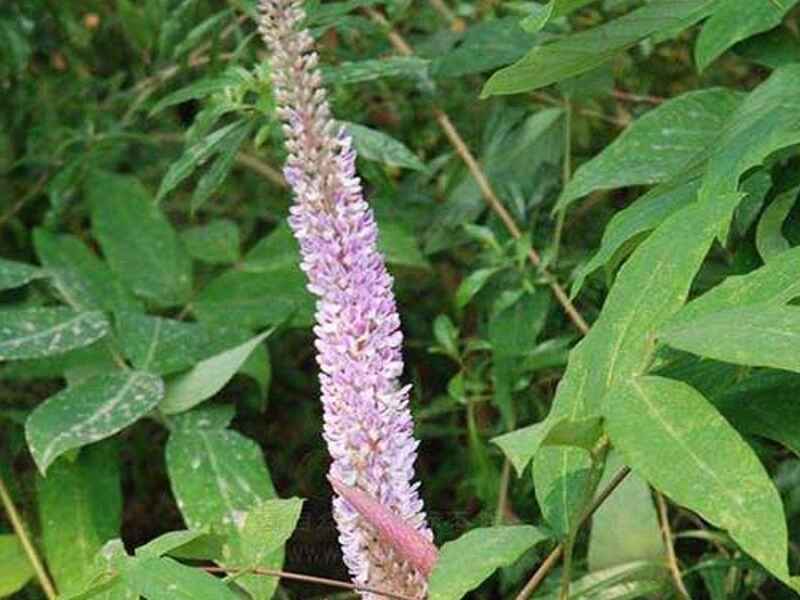 猫尾草种子种植后如何预防病虫害种植后的养殖方法