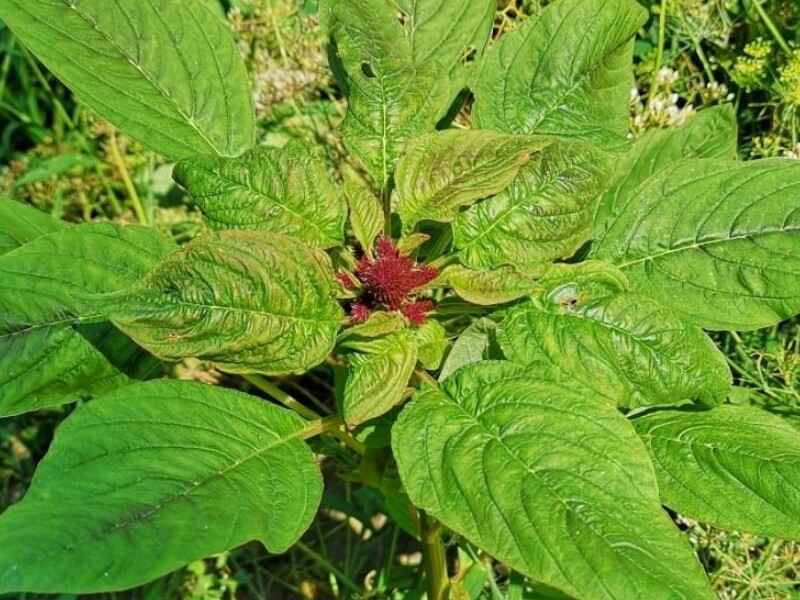 美国籽粒苋种植后如何收割是一年生植物吗