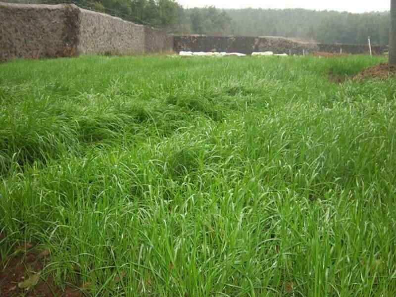 墨西哥玉米种子种植后可以养殖兔子吗每天喂几次牧草